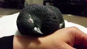 Как спи гълъб